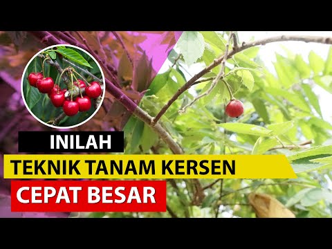 Video: Perbanyakan ceri dengan stek dan biji: deskripsi, perawatan, dan rekomendasi