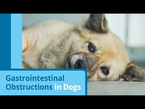 Intestinal Obstructions in Dogs