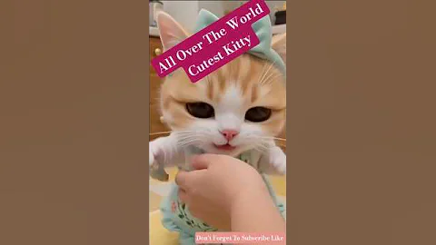 Watch the video about #cute #cat #lovely #adorably #shortsfeed #funny #catlovers #catshorts