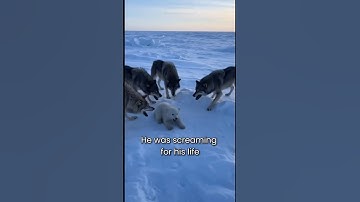 Wolves Were Attacking This Baby Polar Bear... I Had to Act Fast #wholesome  #animals