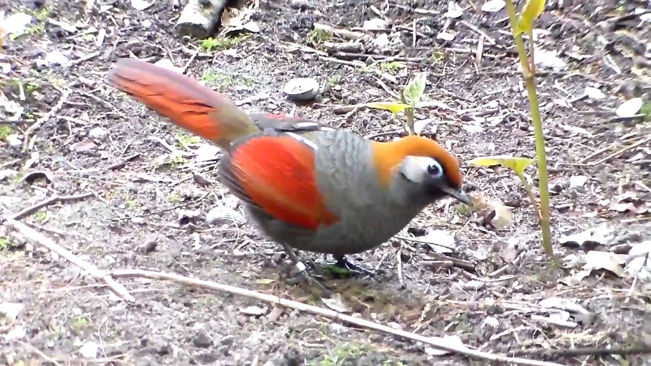 Red-tailed Laughingthrushes in the aviary 