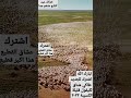أكبر قطيع غنم 