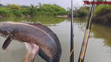 Hôm nay Ra Suối Rừng Nước Rút Chích Cá đồng | XA QUÊ VLOG 