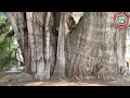 El Árbol del Tule en Oaxaca.