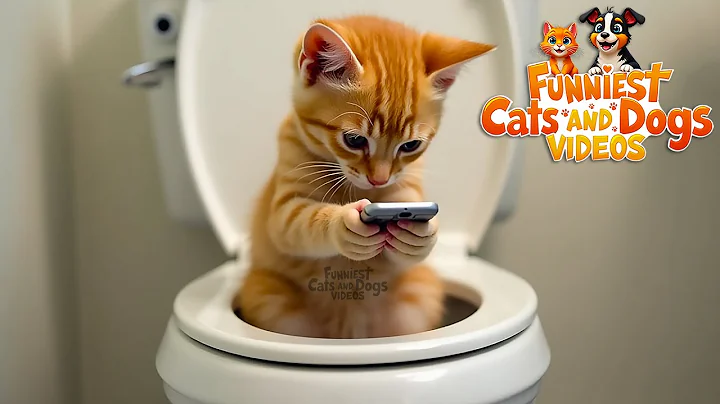 Video 11777441: funniest cats dogs, compilation