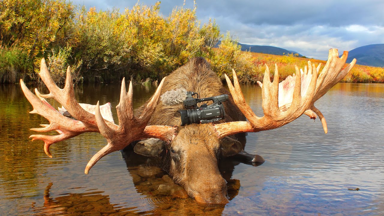 Moose hunt in Russia Chukotka YouTube