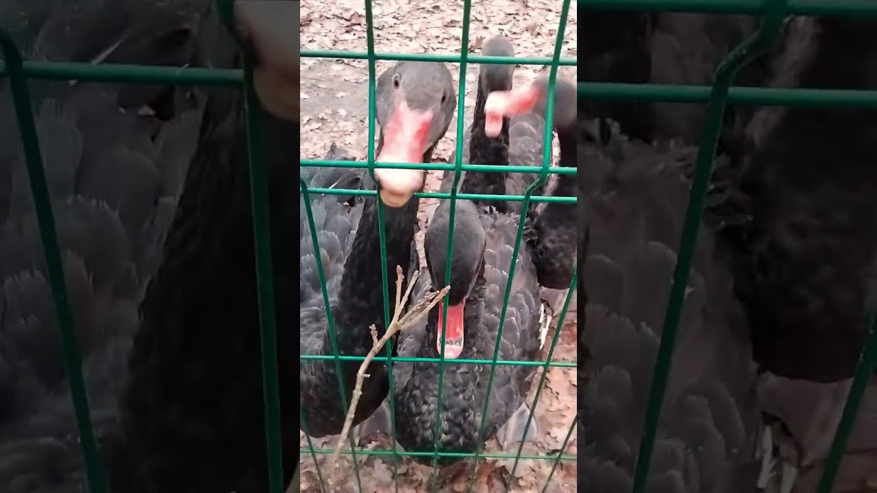 "Мы хорошие, накормите нас! Пожалуйста!"