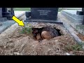 Un perro se neg abandonar la tumba de su dueo al conocer el motivo la gente se qued estupefacta