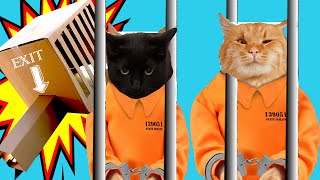 ESCAPE FROM CATS PRISON funnycats