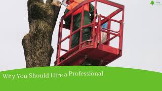 Why You Should Hire a Professional for Emergency Tree Removal