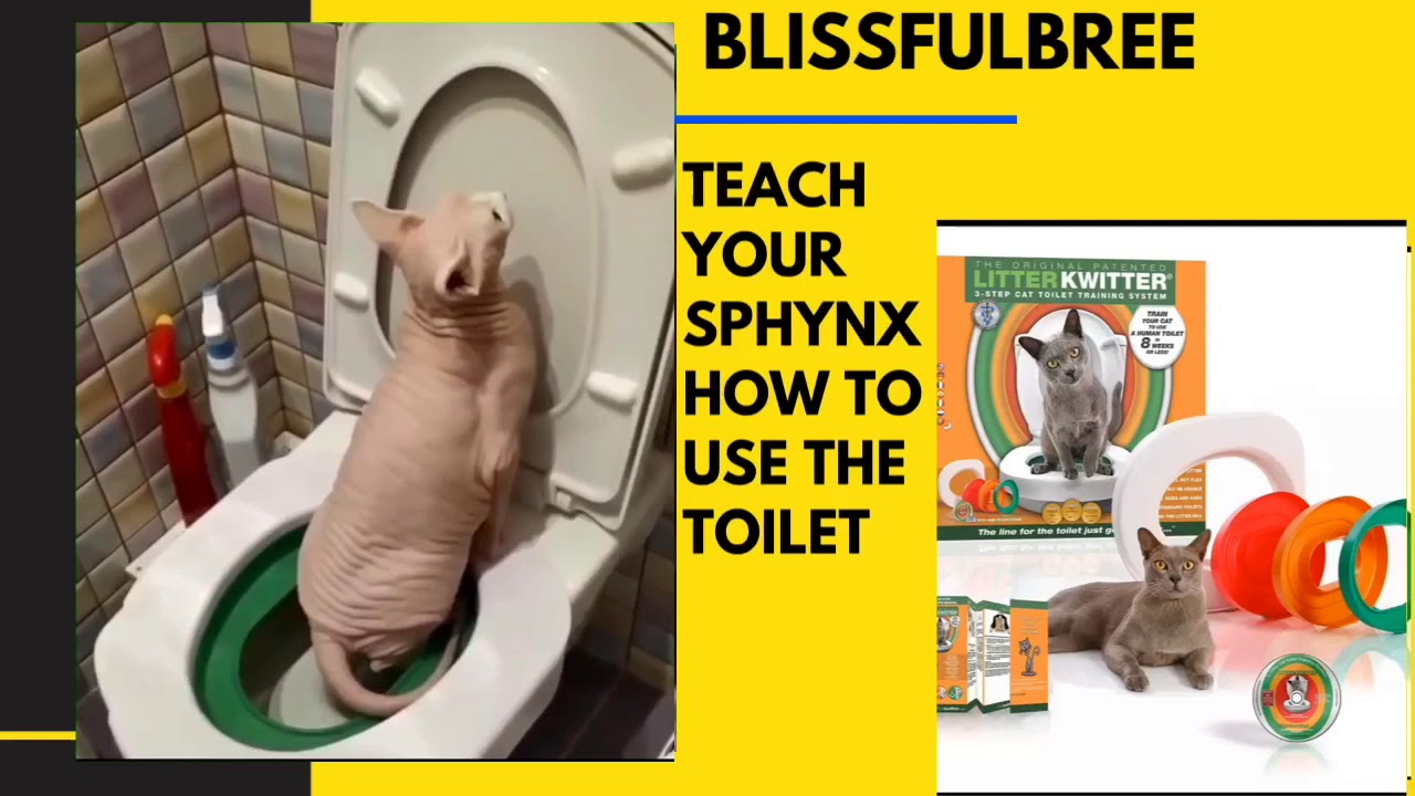 Kitty Potty Youtube YouTube