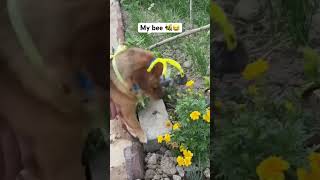 Like a bee ??? dogs pets doglover dogshorts