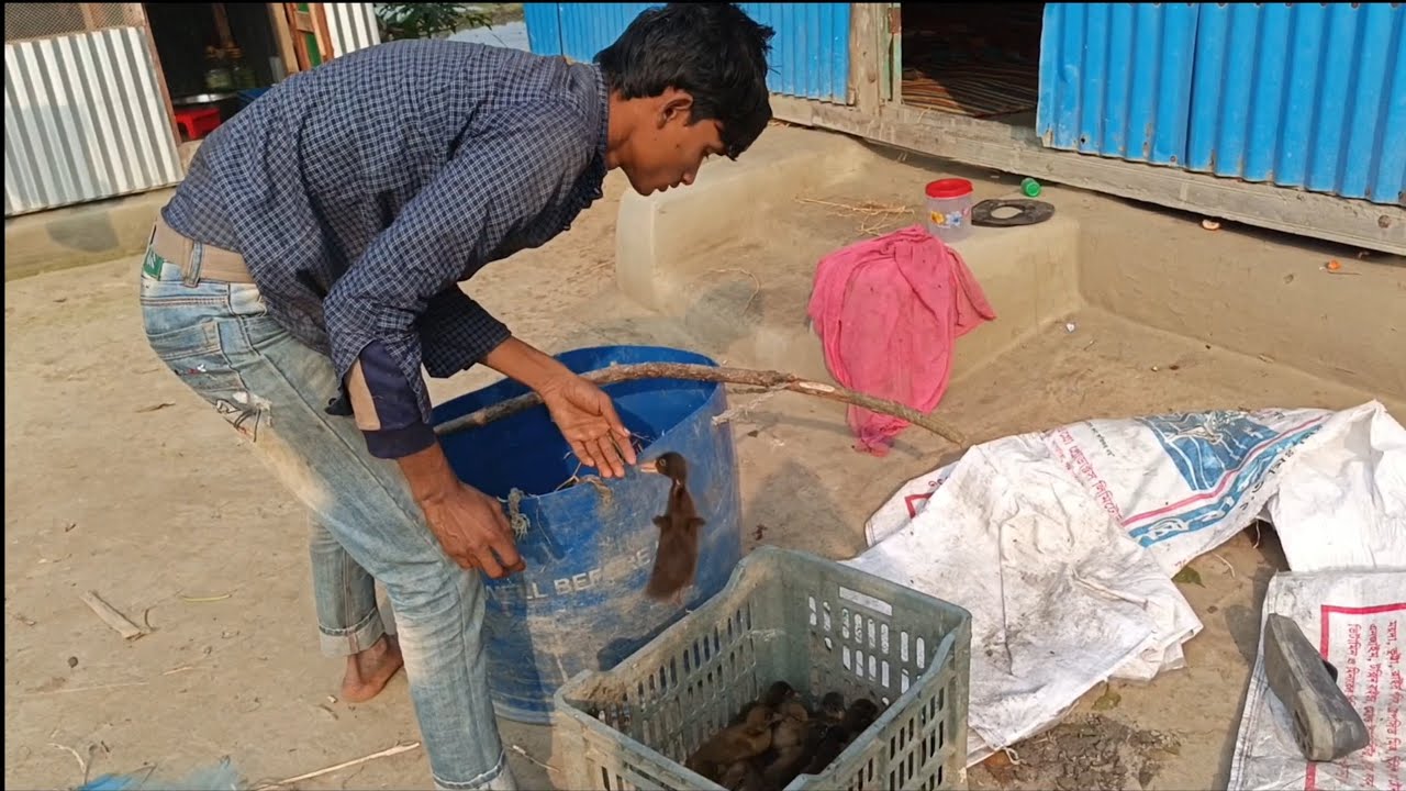 আজকে কিছু হাঁসের বাচ্চা কিনে আনলাম ভিডিওটা পুরো না দেখলে মিস করবেন