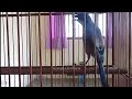 Masteran Cendet Full Isian Masteran Isian Gereja Tarung Masteran Cendet Juara Mp3 - Mp4 Download