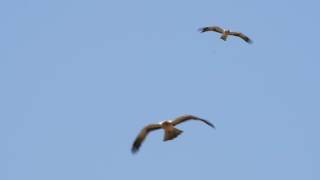 September Migrants in the Strait of Gibraltar