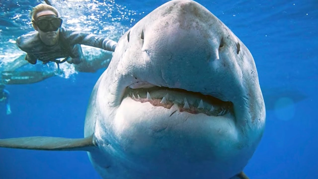 世界の5つの大きな怖いサメ Youtube