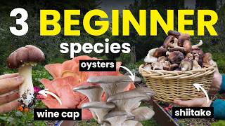 3 Easy Edible Mushrooms for Gardening | Oyster Mushrooms, Wine Cap, and Shiitake