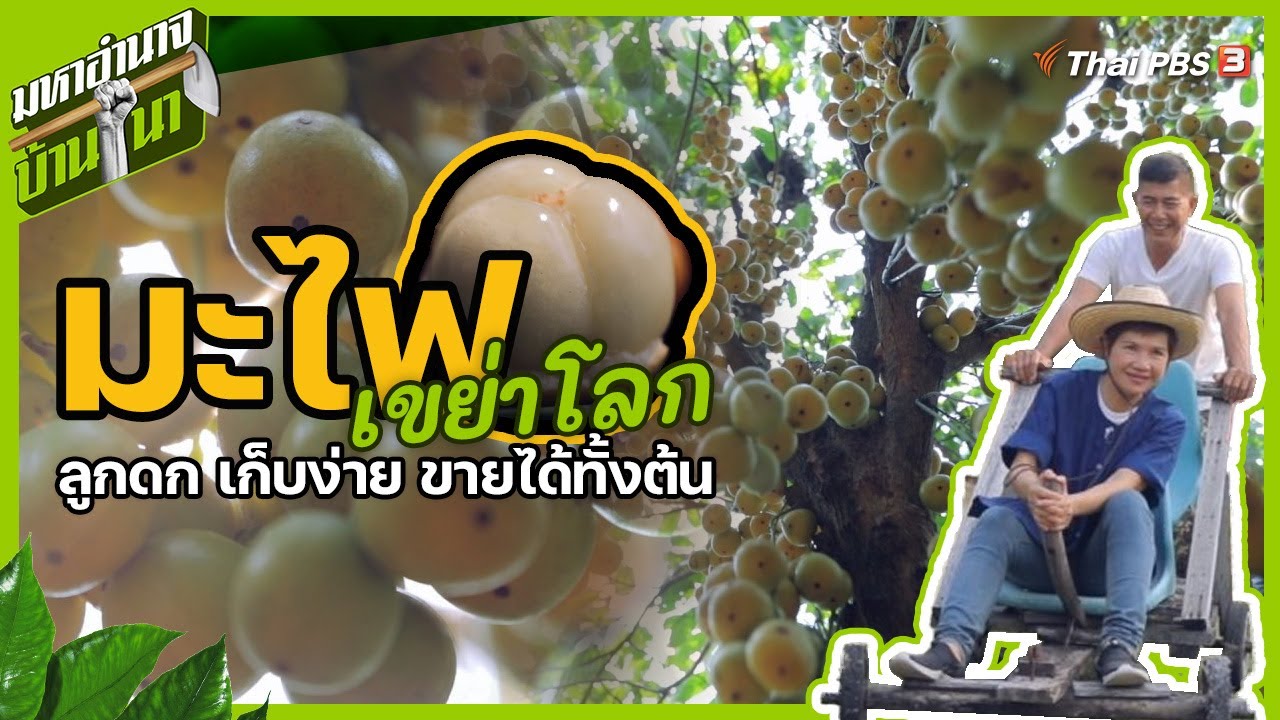 มะไฟเขย่าโลก ลูกดก เก็บง่าย ขายได้ทั้งต้น : มหาอำนาจบ้านนา