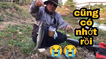 Câu Cá Rô Đồng.Cùng Anh Hân Hóc Môn Tìm Cảm Giác Ở Vĩnh Hưng/@ninhfishing