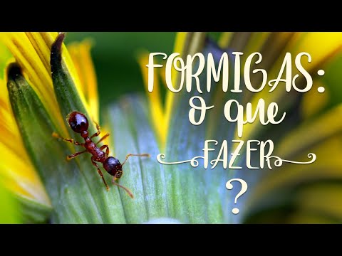 Vídeo: Formigas No Local: Benefícios E Prejuízos?