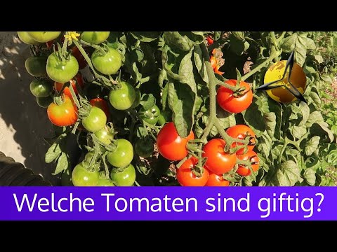 Unreife Tomaten: Sind grüne Tomaten giftig