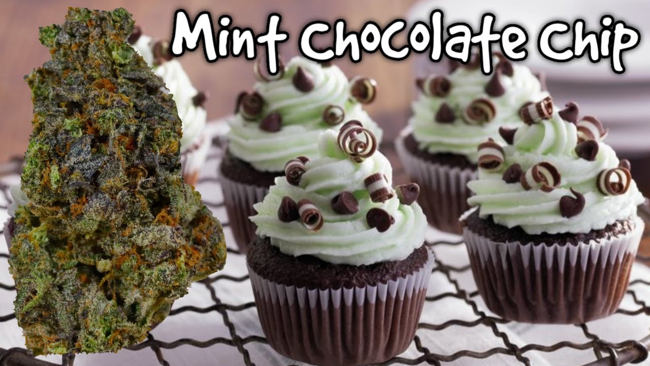 Mint Chocolate Chip OFFICIAL Strain Review