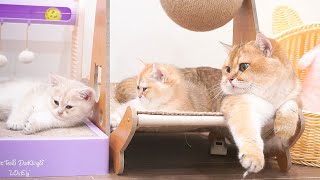 Dad cat is very calm and at peace with his adorable kittens.