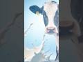 The History of Amul: How It Transformed India’s Dairy Industry #amul #milk #farming