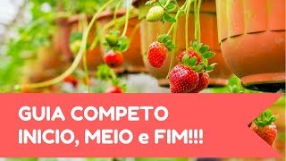 Como Cultivar Morango em Vaso