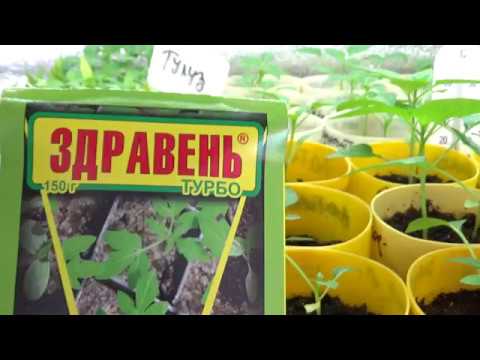 Подкормка рассады