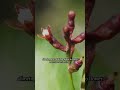 The Science Behind the Mistletoe 🌿🍒
