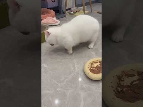 Cute Cat Matercat Cuteanimal Cute Turkishcat Cutecat Kitten Cutepet Pets Cuteanimals Cat