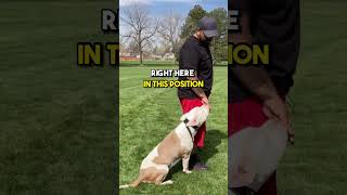 Teaching a stubborn American Bully to Heel First Try!