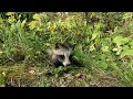 Little Raccoon dog (kähriku poeg)