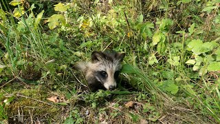 Little Raccoon dog (kähriku poeg) by Aare 15,300 views 2 years ago 2 minutes, 33 seconds