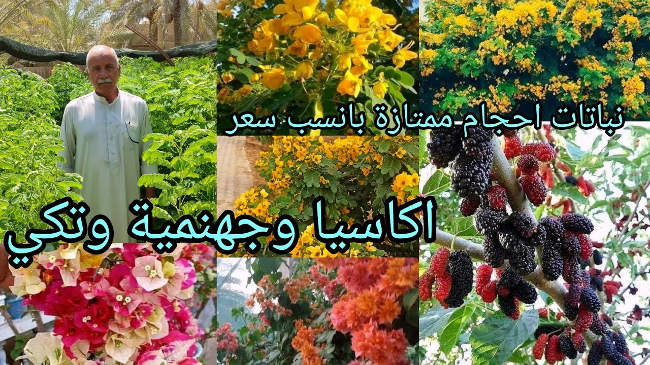 الاكاسيا سورنتيس المصرية و الجهنمية القطمر و التكي الكندي أبرز النباتات في مشتل الأنوار  بسعر مناسب 