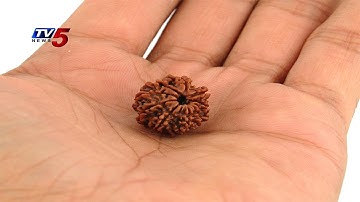 How to Know  Real and Genuine Rudraksha ? : TV5 News