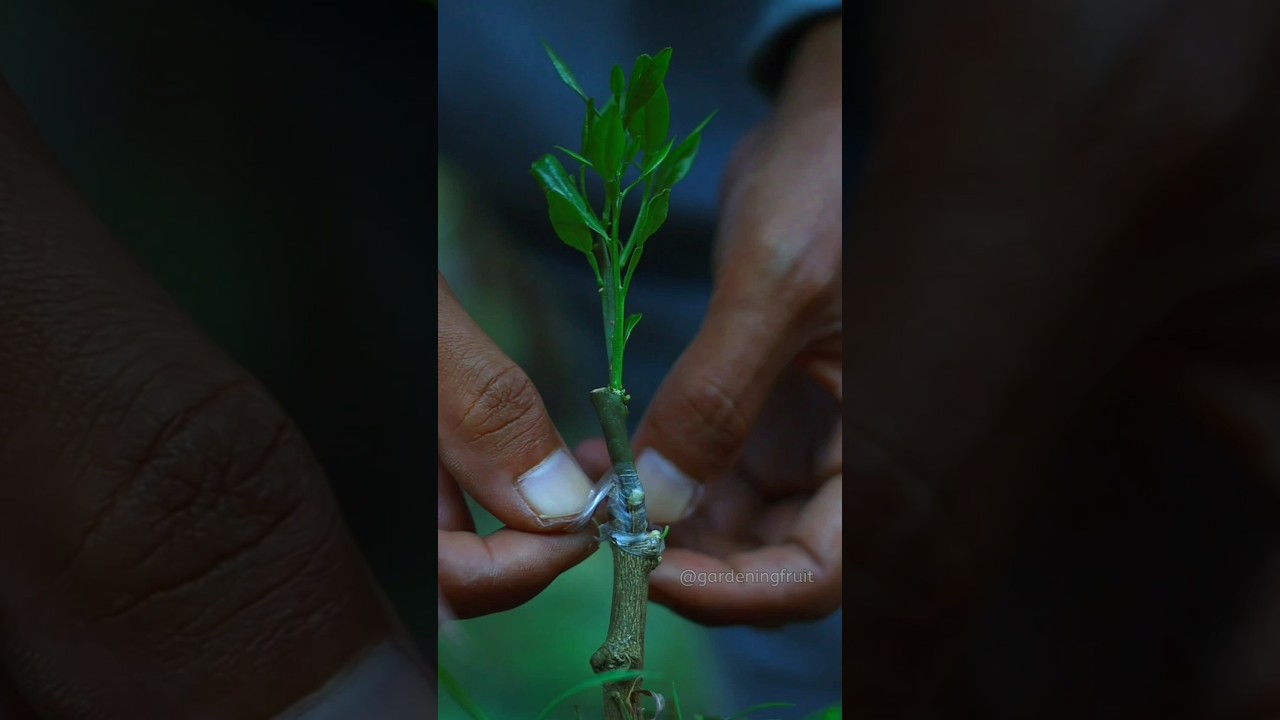 aftercare for grafted citrus trees