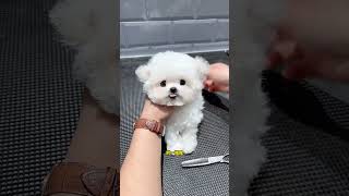 Let Me Show You A Sweet Little Bichon Frize. Does He Know That He Has Become Beautiful? He Is Still