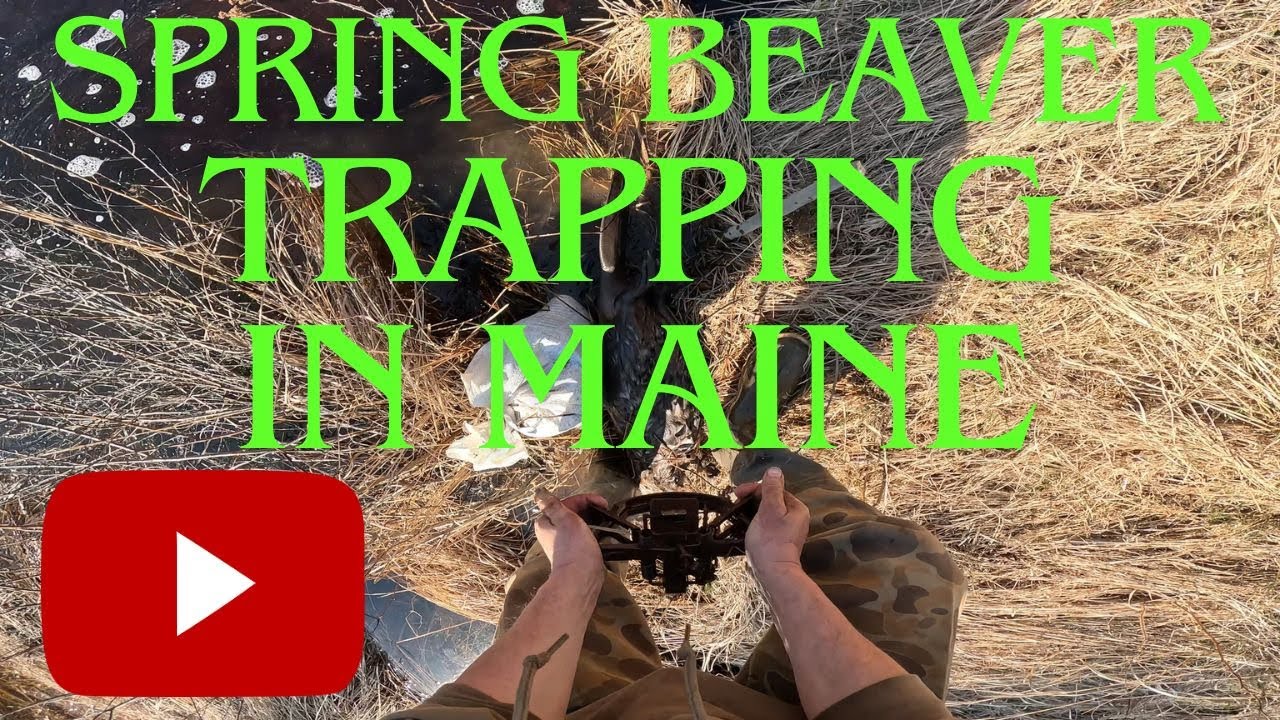 Spring Beaver Trapping In Maine YouTube