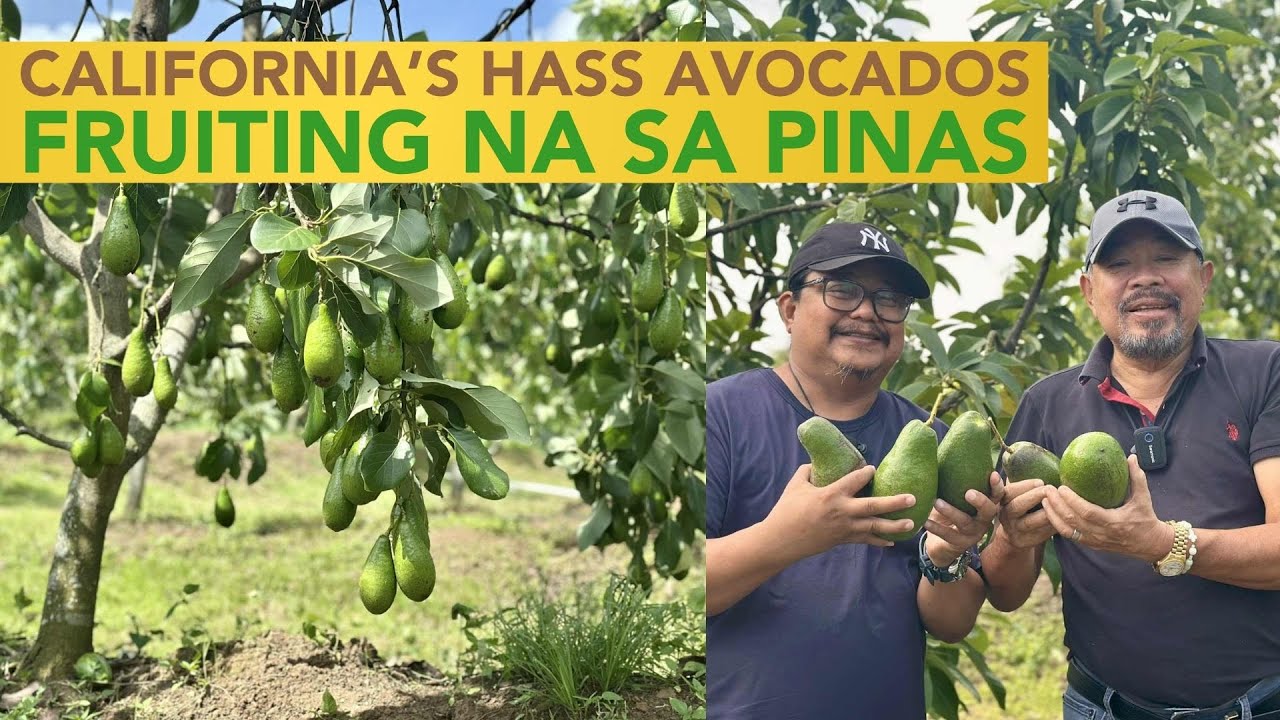 California's Hass Avocados Now Thriving in the Philippines! The First and Only U.S. Certified!