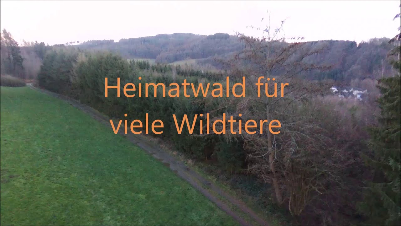 Großes Waldgebiet in Buschhausen soll für Neubaugebiet vernichtet werden