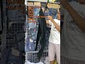 Kaki 8second Eo 88 Dài 96 Ống 19 Z.á 150 M.ã E141 #jeans #situyen #quanjeannam #quanjeannhat