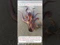 😳🐙Watch This Octopus Melt Into The Sand😳🐙