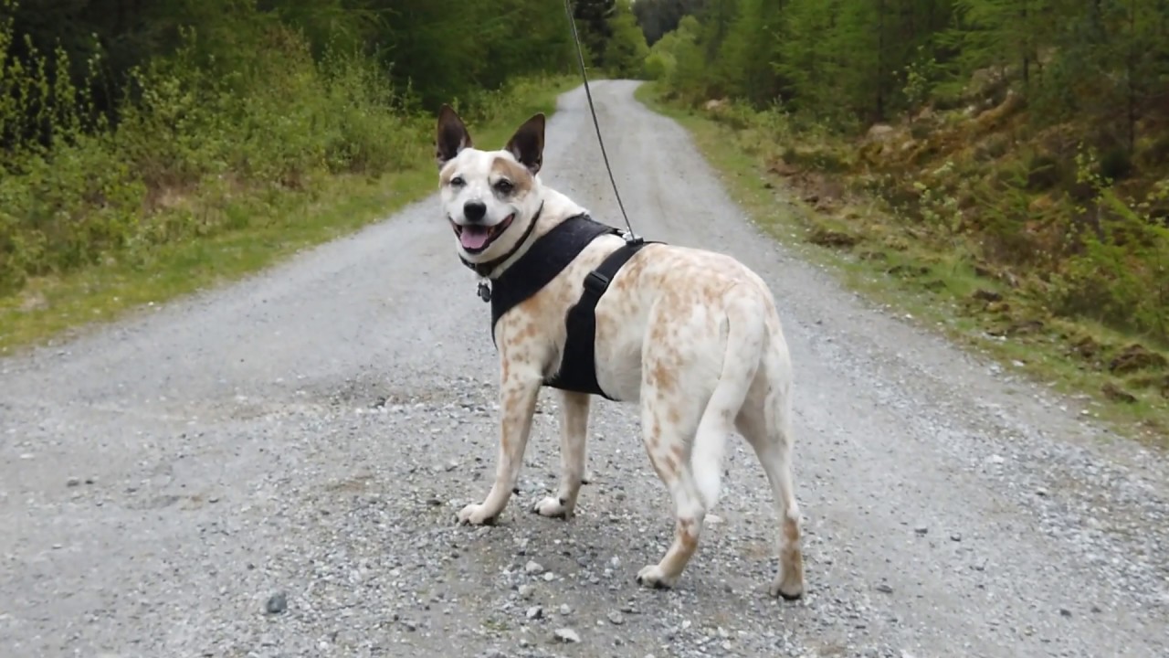 Uskedal Hiking Day 1 - (05.06.2019)