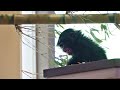 ママがいなくて泣き叫ぶよつばちゃん🍀（Yotsuba is crying because she can't find her mom.）　東山動植物園　チンパンジー　202110