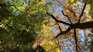 由布岳 紅葉カーペット Youtube