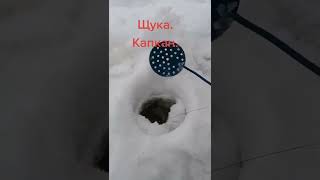 Капкан на щуку.