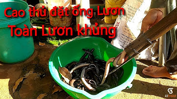 Cao thủ đặt ống Lươn , một ngày vô mánh chúng ổ lươn khủng