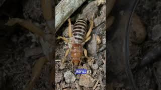 Look at that FACE! The Jerusalem Cricket #insects
Thus Jerusalem Cricket is an unusual pet insect in the genus Ammopelmatus. I received mine from Peter at Bugs In Cyberspace. What a fascinating insect! #arthropods #aquarimaxpets #insect Look at that FACE! The Jerusalem Cricket #insects